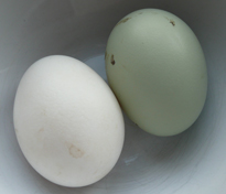 Green-eggs
